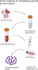 Isolation of Toxoplasma gondii in cell culture: an alternative to bioassay