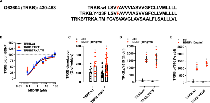 Mutation in the TRKB Cholesterol Recognition Site that blocks Antidepressant Binding does not Influence the Basal or BDNF-Stimulated Activation of TRKB