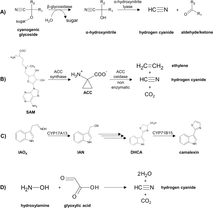 Hormetic action of cyanide: plant gasotransmitter and poison