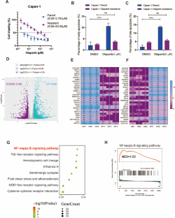 ATF3-induced activation of NF-κB pathway results in acquired PARP inhibitor resistance in pancreatic adenocarcinoma