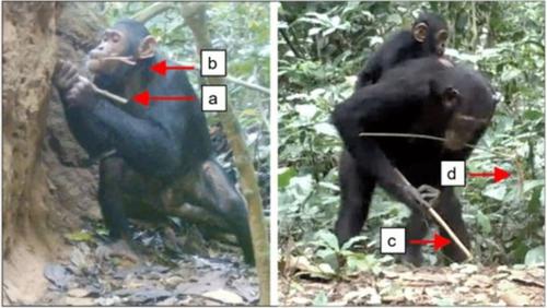 Planning abilities of wild chimpanzees (Pan troglodytes troglodytes) in tool-using contexts