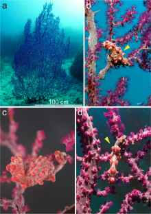 A new host gorgonian for Bargibanti’s pygmy seahorse from Kochi, Japan