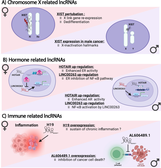 An emerging link between lncRNAs and cancer sex dimorphism