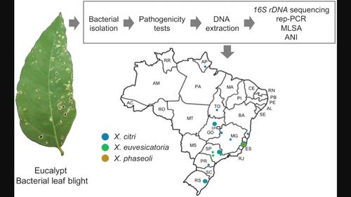 Xanthomonas species causing leaf blight on eucalypt plants in Brazil and transfer of Xanthomonas axonopodis pv. eucalyptorum to Xanthomonas citri pv. eucalyptorum comb. nov.