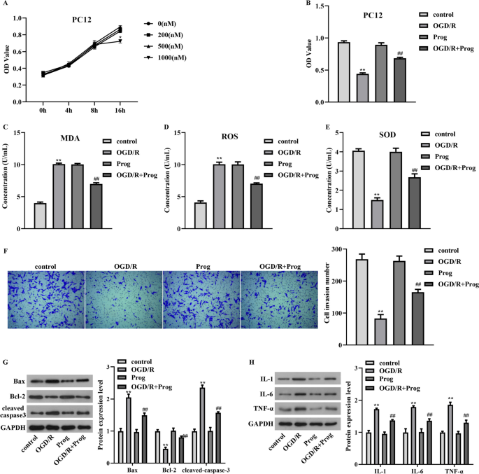 Progesterone improved the behavior of PC12 cells under OGD/R by reducing FABP5 expression and inhibiting TLR4/NF-κB signaling pathway