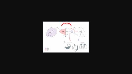 The role of hypothalamic Orexin-A in stress-induced gastric dysmotility: An agonistic interplay with corticotropin releasing factor