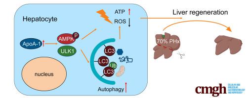 Apolipoprotein A-1 Accelerated Liver Regeneration Through Regulating Autophagy Via AMPK-ULK1 Pathway