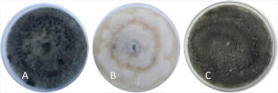 Culture media and temperature effects on Neofusicoccum mediterraneum: assessing mycelial growth and colony characteristics