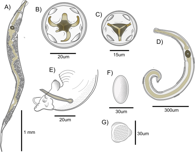 Molecular data aids pinworm diagnosis in night monkeys (Aotus spp., Primates: Aotidae) with the resurrection of a Trypanoxyuris species (Nematoda: Oxyuridae)