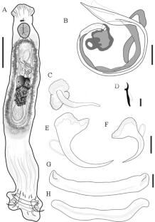 New species of Demidospermus (Monogenoidea: Dactylogyridae) from the gills of Pseudoplatystoma punctifer (Siluriformes: Pimelodidae) collected in the Peruvian Amazonia