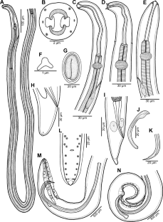 Three new species of Ascarophis van Beneden, 1871 (Nematoda: Cystidicolidae) from deep-sea hydrothermal vent fishes of the Pacific Ocean