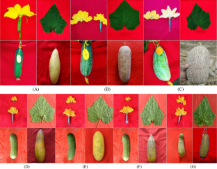 Characterization of gynoecious-parthenocarpic and monoecious cucumber lines (Cucumis sativus L.) and regression modelling to obtain high yielding and functionally rich genotypes