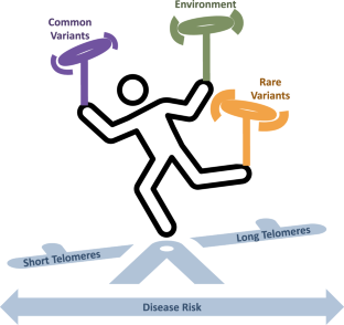 Telomere length and cancer risk: finding Goldilocks