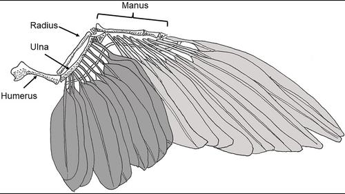 Maintaining the avian wing aerofoil: Relationships between the number of primary and secondary flight feathers and under-lying skeletal size in birds