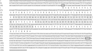 Identification and functional characterization of a novel TRPA1 gene from sea cucumber Apostichopus japonicus and interaction with miR-2013 in response to salt stress