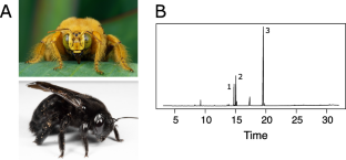 Individual Variation in Male Pheromone Production in Xylocopa sonorina Correlates with size and Gland Color