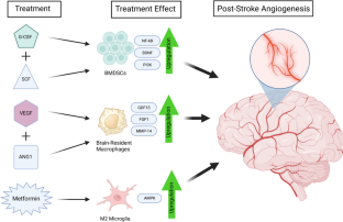 Drivers of Chronic Pathology Following Ischemic Stroke: A Descriptive Review