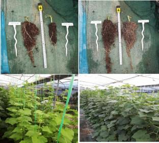 Genotypic variation in nitrogen use efficiency trait in 35 cucumber inbred lines