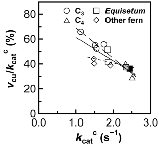 Equisetum praealtum and E. hyemale have abundant Rubisco with a high catalytic turnover rate and low CO2 affinity