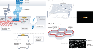 Adherens junctions as molecular regulators of emergent tissue mechanics