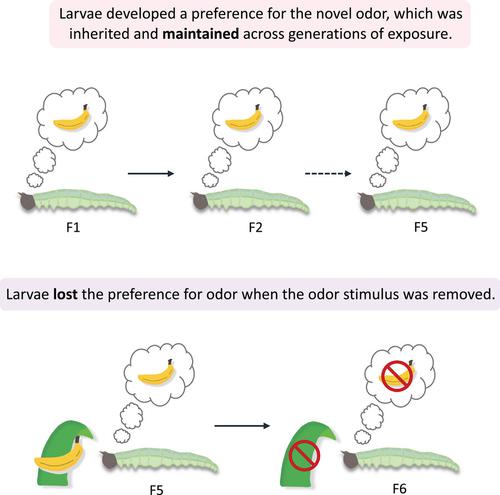 Acquired preferences for a novel food odor do not become stronger or stable after multiple generations of odor feeding in Bicyclus anynana butterfly larvae