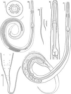 Orientatractis bowseri n. sp. (Nematoda: Cosmocercoidea: Atractidae) parasite of Peltocephalus dumerilianus (Schweigger) (Testudines: Podocnemididae) from the Brazilian Amazon.