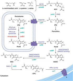 Cephalosporin resistance, tolerance, and approaches to improve their activities