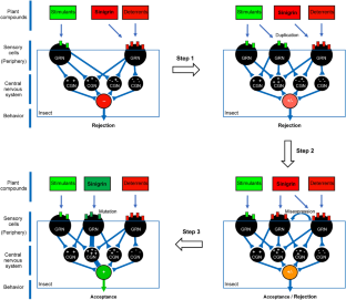 Chemosensory detection of glucosinolates as token stimuli for specialist insects on brassicaceous plants: discovery and impact