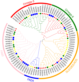 Genome-Wide Identification, Phylogenetic and Expression Pattern Analysis of Fatty Acid Desaturase Genes in Castor (Ricinus communis L.)