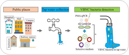 Occurrence of viable but non-culturable (VBNC) pathogenic bacteria in tap water of public places