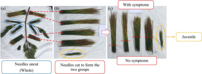 Is magnesium deficiency the major cause of needle chlorosis of Pinus taeda in Brazil?