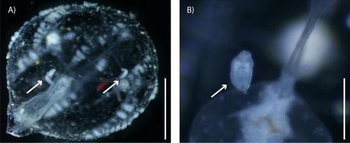 Linking metacercariae and adults of Microphallus basodactylophallus (Digenea: Microphallidae), based on larval stages from ctenophores and adult parasites from aquatic birds found in Mexico