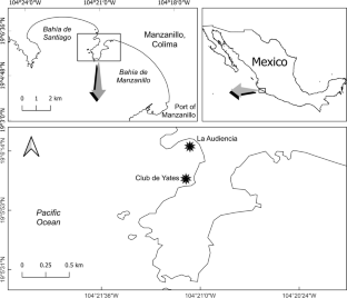 Occurrence of the Indo-West Pacific starfish Luidia magnifica (Echinodermata: Asteroidea) in the Mexican Pacific and a possible introduction to the Caribbean region