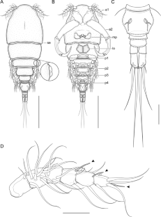 Ergasilus lyraephorus n. sp. (Copepoda: Cyclopoida: Ergasilidae) parasitic on the Longtail Knifefish Sternopygus macrurus (Bloch & Schneider, 1801) (Actinopterygii: Sternopygidae) from Northeast Brazil.