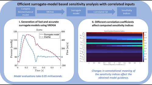 Efficient sensitivity analysis for biomechanical models with correlated inputs