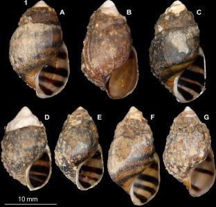 Description, life cycle, and phylogenetics of Proterometra wigglewomble n. sp. (Digenea: Azygiidae) from the Cahaba River, Alabama, U.S.A.