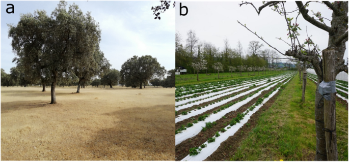 Agroforestry supports high bird diversity in European farmland