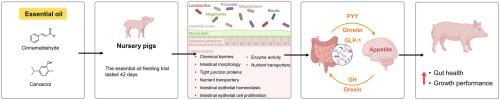 Essential oils improve nursery pigs’ performance and appetite via modulation of intestinal health and microbiota