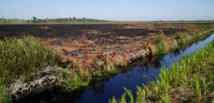 Peat properties of a tropical forest reserve adjacent to a fire-break canal