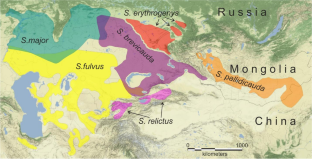 Phylogeography of the pallid ground squirrel (Spermophilus pallidicauda Satunin, 1903) as a consequence of Quaternary changes in the Mongolian open landscape ecosystems