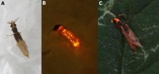 The orange light emitting luciferase from the rare Euryopa clarindae adult railroadworm (Coleoptera:Phengodidae): structural/functional and evolutionary relationship with green and red emitting luciferases.