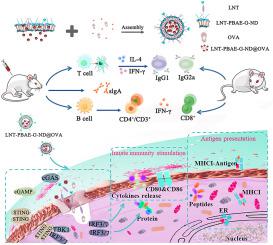 Lentinan-functionalized PBAE-G-nanodiamonds as an adjuvant to induce cGAS-STING pathway-mediated macrophage activation and immune enhancement