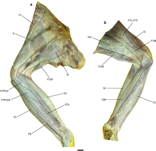 The hindlimb myology of the South American eagle Geranoaetus melanoleucus (Accipitridae, Aves)