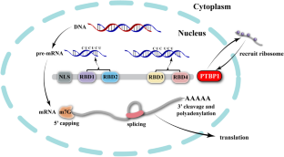 PTBP1 as a potential regulator of disease.