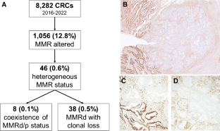 Prevalence and type of MMR expression heterogeneity in colorectal adenocarcinoma: therapeutic implications and reporting.