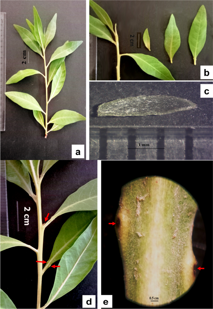 Morpho-anatomical attributes of the Egyptian Conocarpus erectus L. (Combretaceae R.Br.) with its phytochemicals and fungal-endophytes