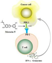 Secondary metabolites of mulberry leaves exert anti-lung cancer activity through regulating the PD-L1/PD-1 signaling pathway