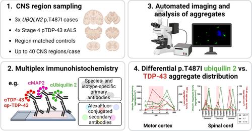 Distribution of ubiquilin 2 and TDP-43 aggregates throughout the CNS in UBQLN2 p.T487I-linked amyotrophic lateral sclerosis and frontotemporal dementia