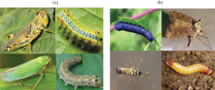 Review on Pest Detection and Classification in Agricultural Environments Using Image-Based Deep Learning Models and Its Challenges