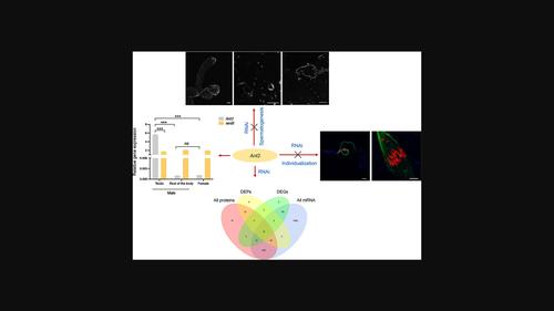 Adenine nucleotide translocase 2 (Ant2) is required for individualization of spermatogenesis of Drosophila melanogaster.